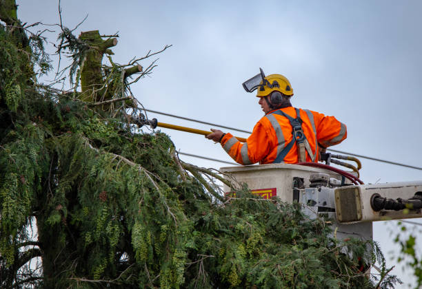 Tree and Shrub Care in Lisbon, IA